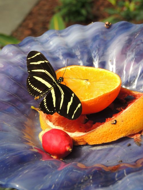 orange butterfly insect