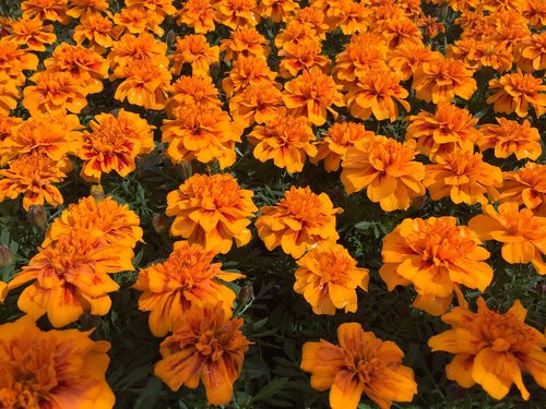 orange  flowers  floral