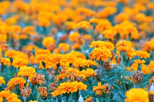 orange  garden  flowers oranges