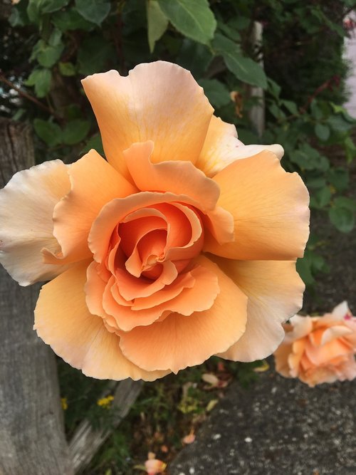 orange  petals  rose
