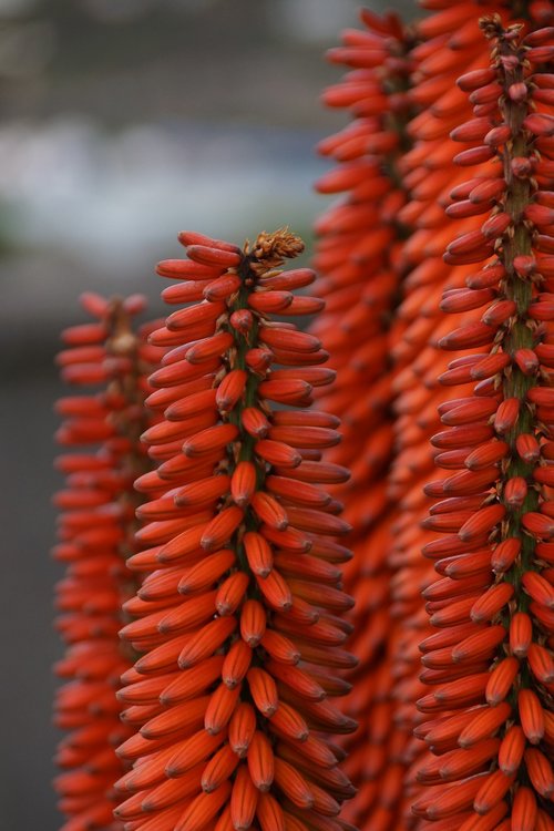 orange  spike  flowers
