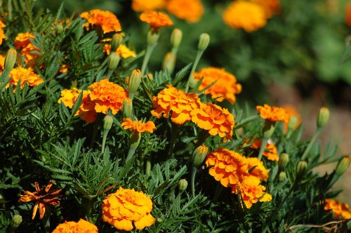 orange  marigold  flowers