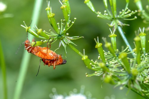 orange  beetle  nature