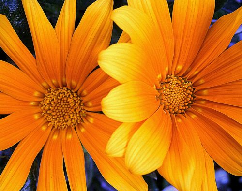 orange yellow flower