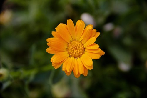 orange  flower  bloom