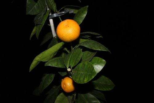orange  ornamental  hardy