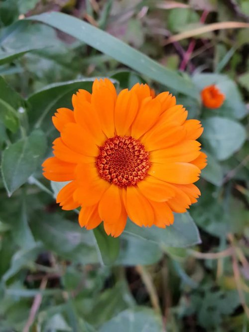 orange  flower  calendula
