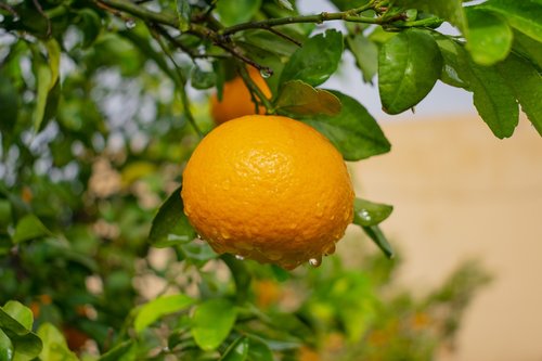 orange  outdoors  landscape