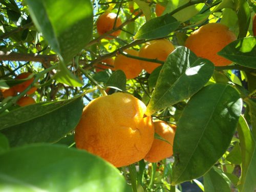 orange fruit frisch