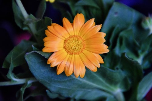 orange  flower  macro