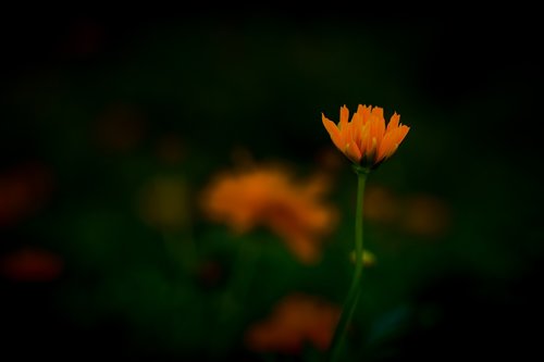 orange  flower  bloom