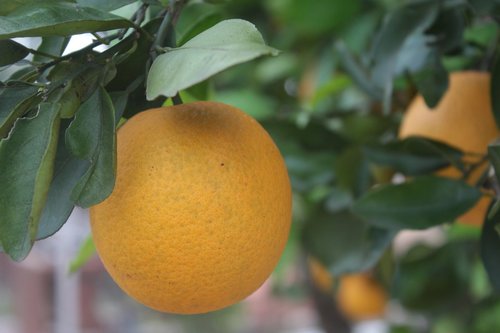 orange  fruit  tree