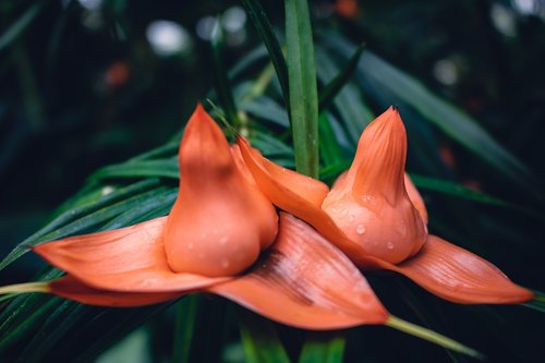 orange  flower  leaves