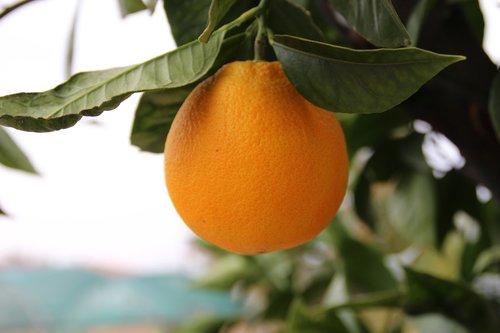 orange  garden  fruit