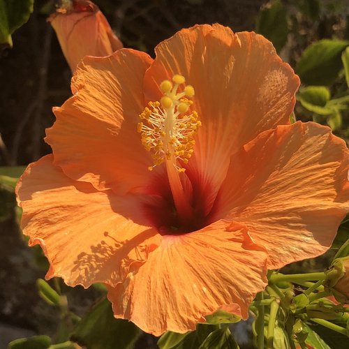 orange  flower  summer