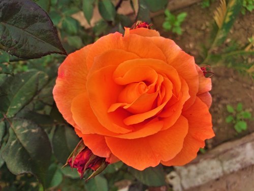 orange  nature  blossom