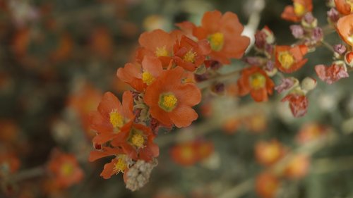 orange  flower  bloom