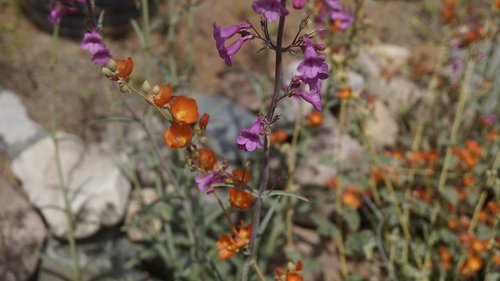 orange  purple  flower