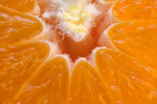 orange  macro  citrus