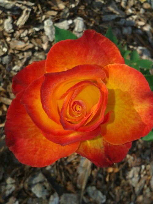 orange red rose