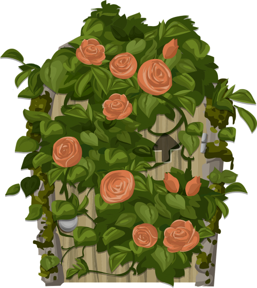 orange roses flowers