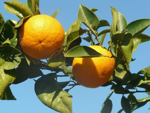 orange orange tree fruits