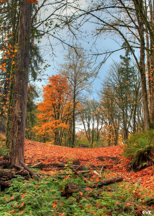 orange autumn trees