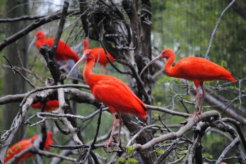 orange birds nature