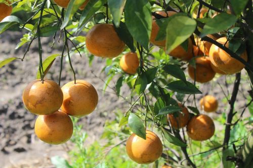orange garden patiala