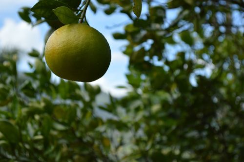 orange tree nature