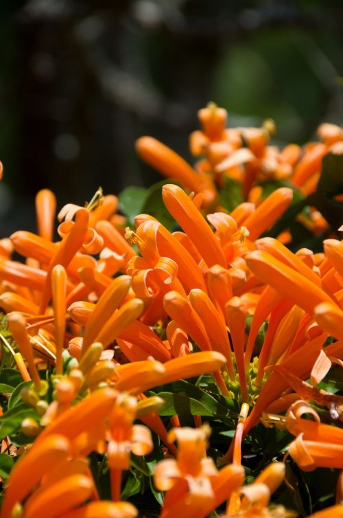 orange plant garden