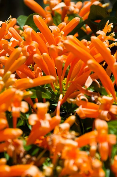orange flower garden