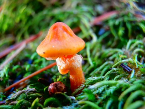 orange mushrooms mosses