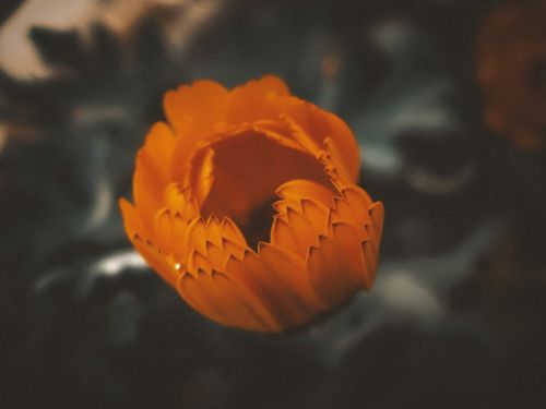 orange flower nature