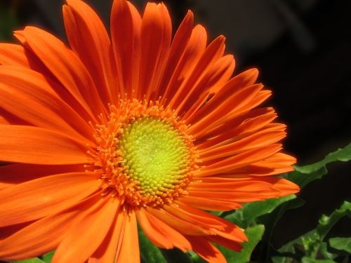 orange daisy gerbera