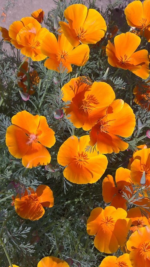 orange flowers nature