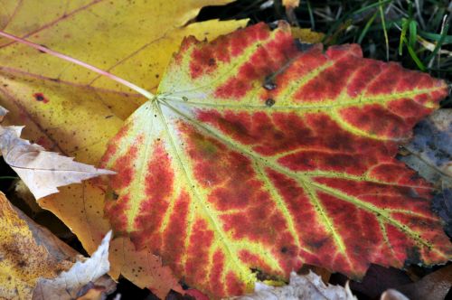 Orange And Yellow Autumn Leaf