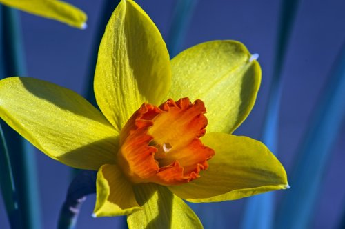 orange and yellow narcissus  garden  bloom