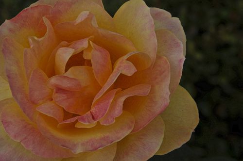 Orange And Yellow Painted Rose