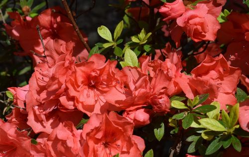 orange azalea azalea flower