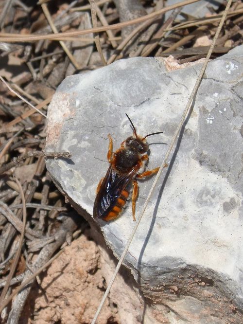 orange bee bee wasp