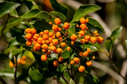 orange berries tree fruit