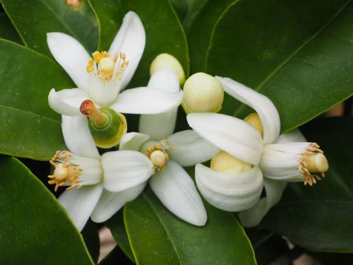 orange blossom orange tree blossom