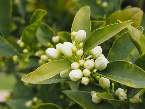 orange blossom bloom white