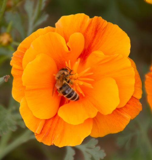 orange blossom bee nectar