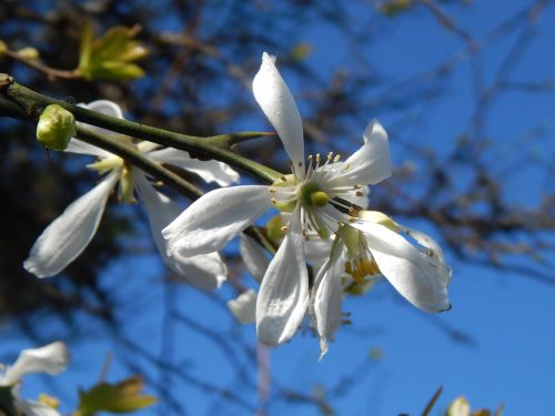 orange blossom wild flower