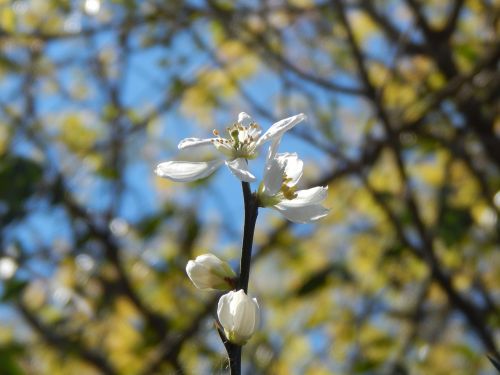 orange blossom orange blossom wild tomorrow