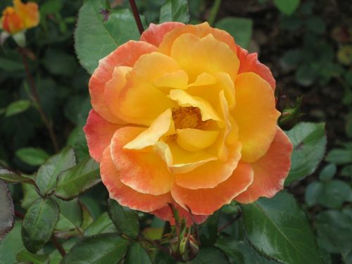 orange blossom rose orange rose