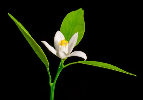 orange blossom small flower white