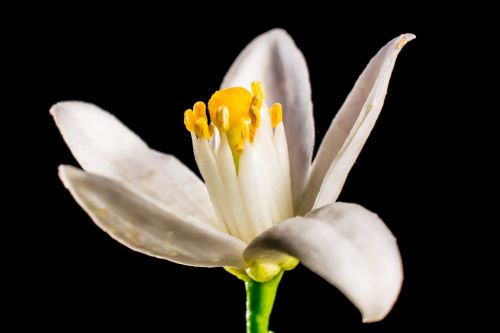 orange blossom small flower white